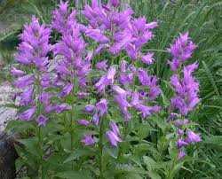 Campanula Brentwood Plants Backyard Plants Planting Flowers