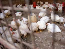 Avian influenza (bird flu) mainly affects birds. Bird Flu Maharashtra Issues Red Alert