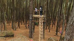 Hutan pinus kragilan magelang tidak hanya di bantul saja, magelang ternyata juga mempunyai destinasi wisata hutan pinus lho. Hutan Pinus Mangunan Spot Berburu Foto Ala Film Twilight