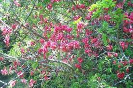 Image result for Schotia afra