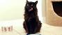 Fluffy Long Haired Black Cat
