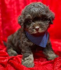 Delaware, new jersey, pennsylvania, virginia, west virginia. Teddybears Shihpoo And Shichon