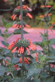 Image result for Leonotis ocymifolia