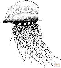 Supercoloring.com is a super fun for all ages: Portuguese Man O War Coloring Page Free Printable Coloring Pages Fish Coloring Page Animal Coloring Pages Portuguese Man O War