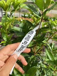 Image result for Grona stolzii