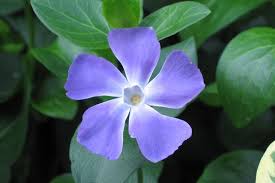 Image result for Vinca major