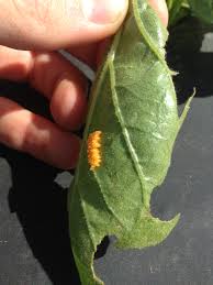 Are potato bugs poisonous or dangerous? Vegetable Colorado Potato Beetle Management Umass Center For Agriculture Food And The Environment