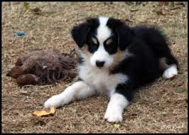 Black Australian Shepherd Puppy Black Tri Male Australian Shepherd Puppy Australian Shepherd Puppies Shepherd Puppies Australian Shepherd Dogs