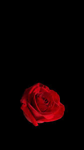 Garden Roses Red Rose Black Flower Petal In 2020 Valentines Wallpaper Red Roses Wallpaper Rose Wallpaper