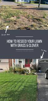 Many different factors influence how much moisture your grass needs to be watered when the leaf blades begin to curl or when your lawn looks dark and dull. How To Reseed Your Lawn With Grass And Microclover