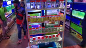 Related posts to kedai frame shah alam seksyen 13. Jalan2 Tengok Ikan Laga Kedai Ikan Seksyen 23 Shah Alam Youtube