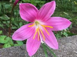 「ゼフィランサス・カリナタ（サフランモドキ）」の画像検索結果