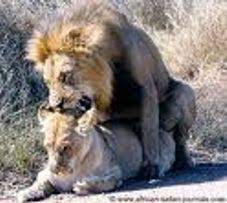 Most Of The Animals In The Crater Are Resident And Remain Year Round There Are Approximately 20 000 Large Mammals At Any Given Lion Love African Lion Animals