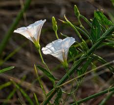 Image result for Convolvulus arvensis