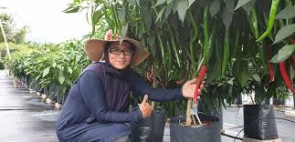 Cara tanam cili atas tanah. Pandemik Bukan Penghalang Untuk Jana Pendapatan Tambahan Melalui Tanaman Cili Fertigasi