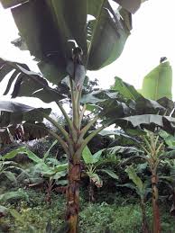 How to start and succeed. How To Grow Commercial Plantain In Africa Feeder Farmer