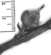 Image result for Balthasaria schliebenii