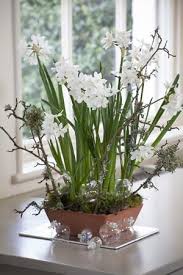 Narcissus Paperwhite Ziva For Forcing Spring Bulbs Daffodil Bulbs Garden Bulbs