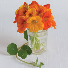 Contains a very wide range of conventional and unconventional food plants (including tropical) and where they can be. Trailing Nasturtium Mix Flower Seed Johnny S Selected Seeds