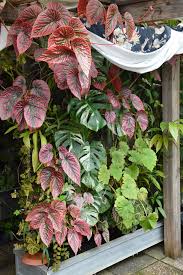 Image result for Begonia poculifera