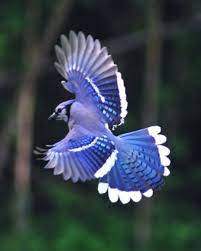 Lengkap dengan tips mewarnai yang benar. 83 Burung Ideas Haiwan Haiwan Peliharaan Foto Kelakar