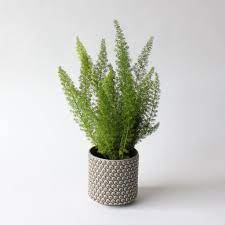 Asparagus Meyeri Foxtail Fern Spruce Flowers And Events