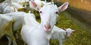 Image result for Q Fever