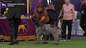 Wirehaired pointing griffon puppies / pups for sale at grandview griffons, fort lupton, colorado. Wirehaired Pointing Griffons Breed Judging 2020 Youtube