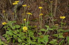 Image result for Anisopappus chinensis