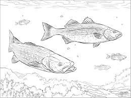Includes images of baby animals, flowers, rain showers, and more. Striped Bass Coloring Page Coloringbay