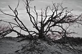 One thousand miles connecting mountains to sea.