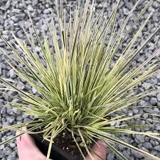 Image result for Deschampsia cespitosa