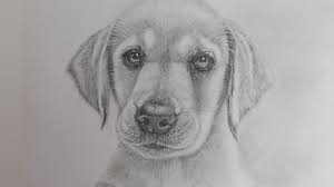 How To Draw A Realistic Puppy Dog Labrador Retriever Youtube 540x654 pictures cute drawings of dogs how to draw a realistic puppy dog labrador retriever