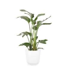 Check spelling or type a new query. Costa Farms Pilea Peperomioides Sharing Plant In 6 In Contemporary Planter 6pileacontemp The Home Depot In 2021 Plants Indoor Plants Inside Plants