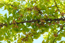 The ginkgo fruit is smelly with slippery flesh. Ginkgo Trees Stink Up Cities When Seeds Fall Wsj