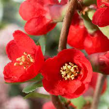 Blooms are bright red, considered among the best. Chaenomeles Superba Texas Scarlet J Parker Dutch Bulbs