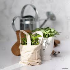 Una planta en floración se debe enjuagar en lugar de sumergirse en agua, y debe tener cuidado al ideas de decoración con una planta de aire. Bebe Plantas Lata De Agua Y Accesorios De Jardin Foto De Stock Crushpixel