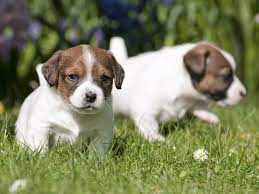 Somit hat der welpe genügend zeit, sich an seine neue familie zu gewöhnen und spielerisch sich an regeln zu halten. Welpenerziehung Die Besten Tipps