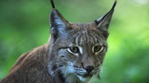 Lynx are covered with beautiful thick fur that keeps them warm during frigid winters. The Return Of The Lynx Bbc News