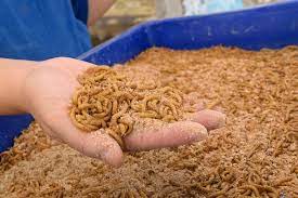 You must set and maintain the right conditions for mealworms to thrive. How To Care For Mealworms Best Method Mealworms Pupa Care Atbuz