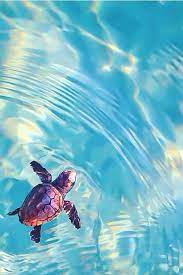The great collection of baby sea turtle wallpaper for desktop, laptop and mobiles. 30 Happiest Facts Ever This Way Come Cute Animals Sea Turtle Pictures Cute Turtles