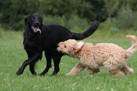 The Goldador Dog A Golden Retriever And Lab Mix