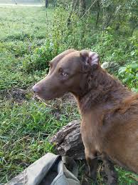 🔘home of the red lion general 🦁 🔘 xl bullies 🔘all of our dogs are abkc. Fort Campbell Mwr Dog Kennels