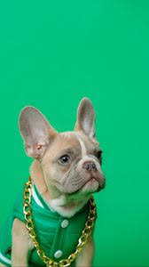 Upload wallpaper rss feed contact. French Bulldog Iphone 8 7 6s 6 For Parallax Wallpapers Hd Desktop Backgrounds 938x1668 Images And Pictures
