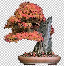 Japanese red maple bonsai can be purchased from just about any online nursery. Acer Buergerianum Japanese Maple Red Maple Bonsai Tree Png Clipart Acer Atropurpureum Acer Buergerianum Acer Japonicum