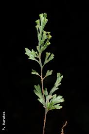 Image result for Crepidomanes mannii