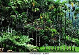 Fort De France Martinique 972 Jardin De Balata Botanical Garden Stock Image Stock Image