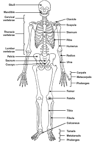 Age toning and minor edge wear. Skeleton Label