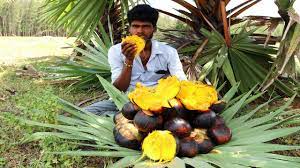 The ripened fibrous external coat of the sugar palm fruits is also edible and can be. Farm Fresh Palm Fruit Cutting And Eating In My Village Sugar Palm Fruit Village Food Taste Youtube