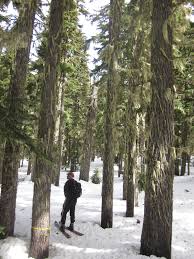 Naches ranger station is situated northwest of pinecliff, close to cottonwood campground. U S Forest Service Okanogan Wenatchee National Forest Facebook